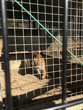 しろとり動物園に投稿された画像（2020/3/3）