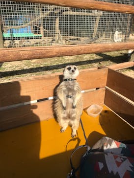 しろとり動物園に投稿された画像（2020/3/3）
