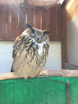 しろとり動物園に投稿された画像（2020/3/5）