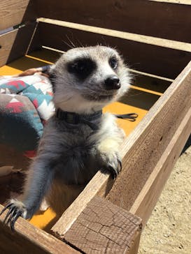 しろとり動物園に投稿された画像（2020/3/5）