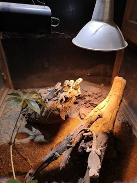 体感型動物園iZooに投稿された画像（2020/3/6）