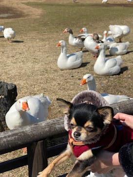 伊豆シャボテン動物公園に投稿された画像（2020/3/7）