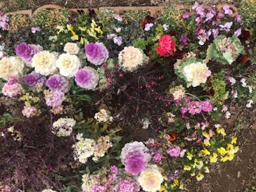 ふなばしアンデルセン公園に投稿された画像（2020/3/7）