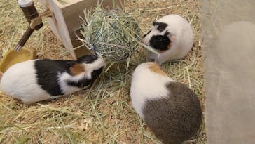 Moff animal cafe MARKIS 福岡ももち店に投稿された画像（2020/3/7）