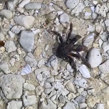 石垣島 ADVENTURE PiPi（イシガキジマアドベンチャーピピ）に投稿された画像（2020/3/7）