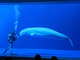 上越市立水族博物館 うみがたりに投稿された画像（2020/3/7）