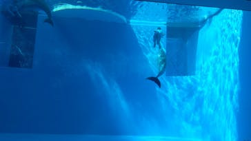 上越市立水族博物館 うみがたりに投稿された画像（2020/3/7）