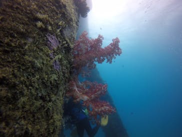 ダイブロックに投稿された画像（2020/3/7）