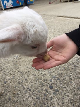 しろとり動物園に投稿された画像（2020/3/7）