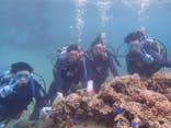 ダイビングショップ Sea Free（シーフリー）に投稿された画像（2020/3/8）
