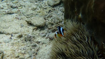 ダイビングショップ Sea Free（シーフリー）に投稿された画像（2020/3/8）