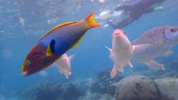 ダイビングショップ Sea Free（シーフリー）に投稿された画像（2020/3/8）