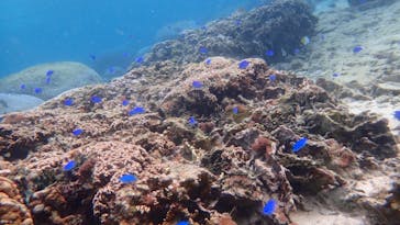 ダイビングショップ Sea Free（シーフリー）に投稿された画像（2020/3/8）