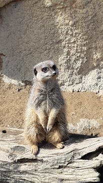 九十九島動植物園森きららに投稿された画像（2020/3/8）