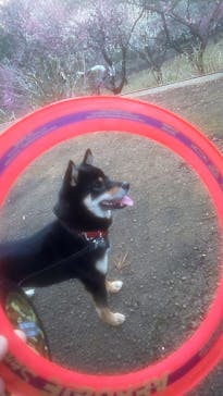 わんダフルネイチャーヴィレッジに投稿された画像（2020/3/9）