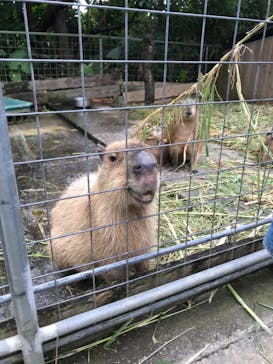 ネオパークオキナワに投稿された画像（2020/3/10）