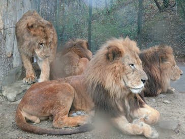 群馬サファリパークに投稿された画像（2020/3/10）