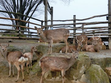 群馬サファリパークに投稿された画像（2020/3/10）