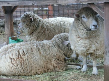 群馬サファリパークに投稿された画像（2020/3/10）