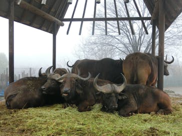 群馬サファリパークに投稿された画像（2020/3/10）