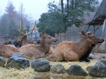 群馬サファリパークに投稿された画像（2020/3/10）