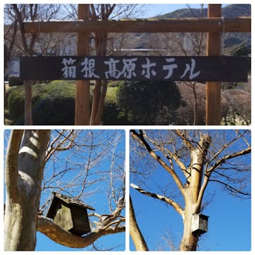 箱根高原ホテルに投稿された画像（2020/3/11）