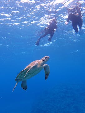 西表島 ADVENTURE PiPi（アドベンチャーピピ）に投稿された画像（2020/3/11）