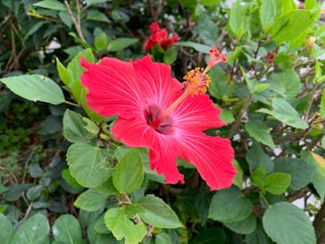 石垣島 ADVENTURE PiPi（イシガキジマアドベンチャーピピ）に投稿された画像（2020/3/11）