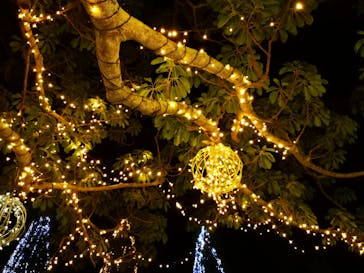 美らヤシパークオキナワ・東南植物楽園に投稿された画像（2020/3/12）