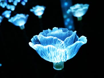 美らヤシパークオキナワ・東南植物楽園に投稿された画像（2020/3/12）