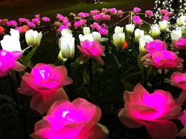 美らヤシパークオキナワ・東南植物楽園に投稿された画像（2020/3/12）