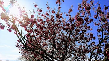 真名井の湯 大井店に投稿された画像（2020/3/12）