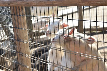 しろとり動物園に投稿された画像（2020/3/12）