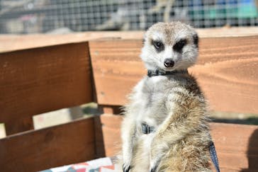 しろとり動物園に投稿された画像（2020/3/12）