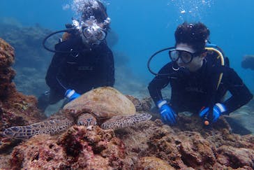 屋久島自然案内に投稿された画像（2020/3/13）