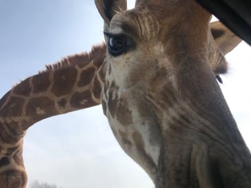 那須サファリパークに投稿された画像（2020/3/13）