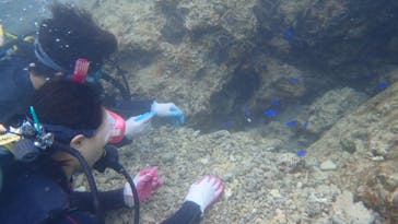 ダイビングショップ Sea Free（シーフリー）に投稿された画像（2020/3/13）