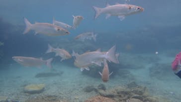 ダイビングショップ Sea Free（シーフリー）に投稿された画像（2020/3/13）