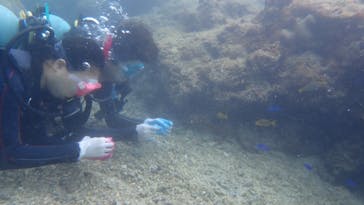 ダイビングショップ Sea Free（シーフリー）に投稿された画像（2020/3/13）