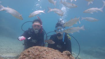 ダイビングショップ Sea Free（シーフリー）に投稿された画像（2020/3/13）