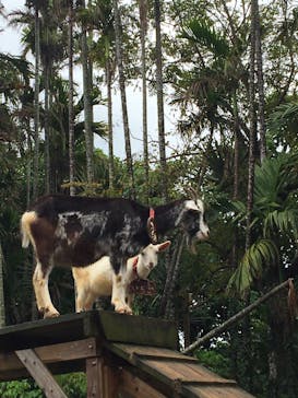 美らヤシパークオキナワ・東南植物楽園に投稿された画像（2020/3/13）