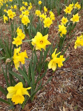 ふなばしアンデルセン公園に投稿された画像（2020/3/13）