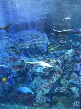 大分マリーンパレス水族館 「うみたまご」に投稿された画像（2020/3/13）