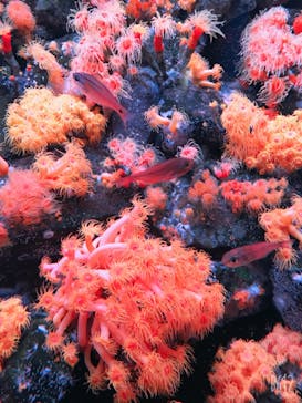 大分マリーンパレス水族館 「うみたまご」に投稿された画像（2020/3/13）