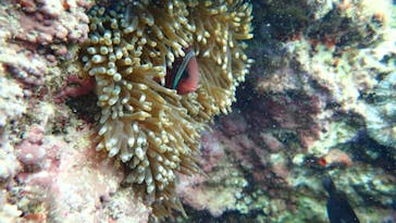 ダイビングショップ Sea Free（シーフリー）に投稿された画像（2020/3/14）