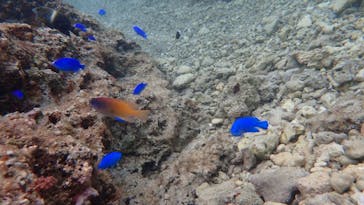 ダイビングショップ Sea Free（シーフリー）に投稿された画像（2020/3/14）