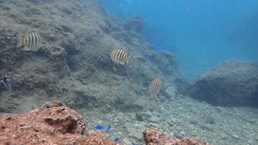 ダイビングショップ Sea Free（シーフリー）に投稿された画像（2020/3/14）