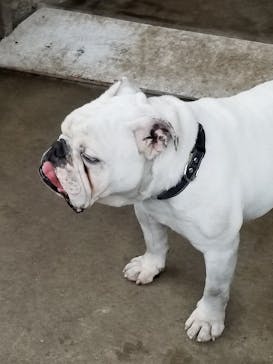 IPCわんわん動物園に投稿された画像（2020/3/14）