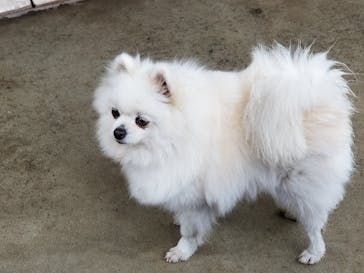 IPCわんわん動物園に投稿された画像（2020/3/14）