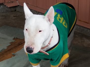 IPCわんわん動物園に投稿された画像（2020/3/14）